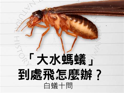 大水螞蟻巢穴|大水螞蟻是白蟻嗎？水蟻白蟻與蟑螂竟是親戚？下雨天。